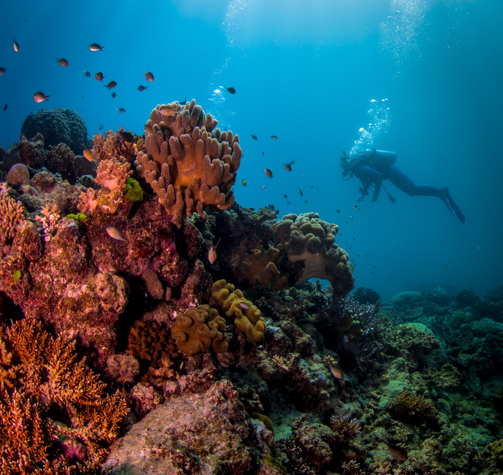 Большой барьерный риф ответ. Коралловый риф в Австралии. Барьерный риф в Австралии. Коралловые рифы большой Барьерный риф. Австралия Барьерный риф кораллы.