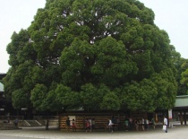 Дерево монаха (monk tree)