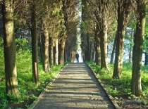 Дорожка