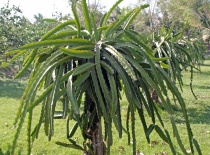 Драконий фрукт (Dragon fruit)