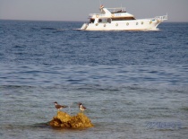Яхта на красном море. И чайки.