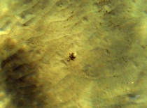 На фотографии изображено дно океана с песком и небольшим морским существом, вероятно, улиткой или мо
