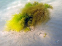На фотографии подводный пейзаж с зелеными водорослями, расположенными на песчаном дне. Это место, ве