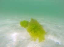 Под водой средиземноморья