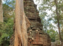 Мощные корни опутали храм Та Пром (Ta Prohm)