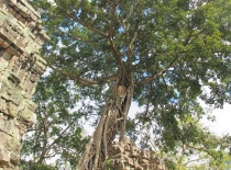 Огромные деревья в храме Та Пром (Ta Prohm)