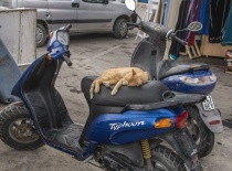 Спящая кошка на мотике
