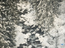 На фотографии изображена река, окруженная снежными деревьями, создающая зимний пейзаж. Возможно, это