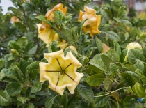 На фотографии изображены яркие желтые цветы с характерной формой, растущие на зелёном кустарнике. Эт