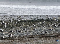 На фотографии виден берег с камнями, где расположились множество морских птиц. Вода на фоне спокойна