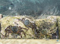 На фотографии изображены крабы, которые ползут по камням у воды. Место, вероятно, находится на побер
