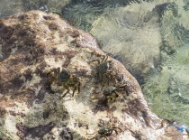 На фотографии изображены крабы, ползущие по камням у береговой линии. Вода прозрачная, что позволяет