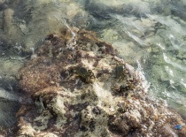 На фотографии изображены крабы, ползущие по коралловому рифу в прозрачной воде. Это место, вероятно,