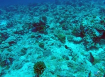 На фотографии подводный мир с коралловыми рифами и различными морскими обитателями. Это место, вероя