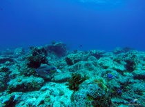 На фотографии подводный мир с коралловыми рифами и морскими обитателями. Вероятно, это место для сно