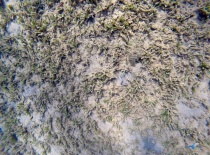 На фотографии видно дно водоема, покрытое водорослями и песком. Это может быть место для сноркелинга