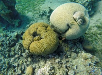 Кораллы красного моря