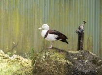 На фотографии изображена утка, стоящая на камне рядом с старым краном. Фон состоит из зелёной стены