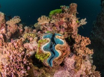 Морские жители