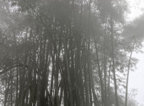 На фотографии изображён густой бамбуковый лес, окутанный туманом. Это создаёт загадочную атмосферу и
