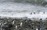 Пингвины, остров Магдалена, чили, магеллановы пингвины, чайки, остров святой марты, морские львы, пунта-аренас, шоппинг